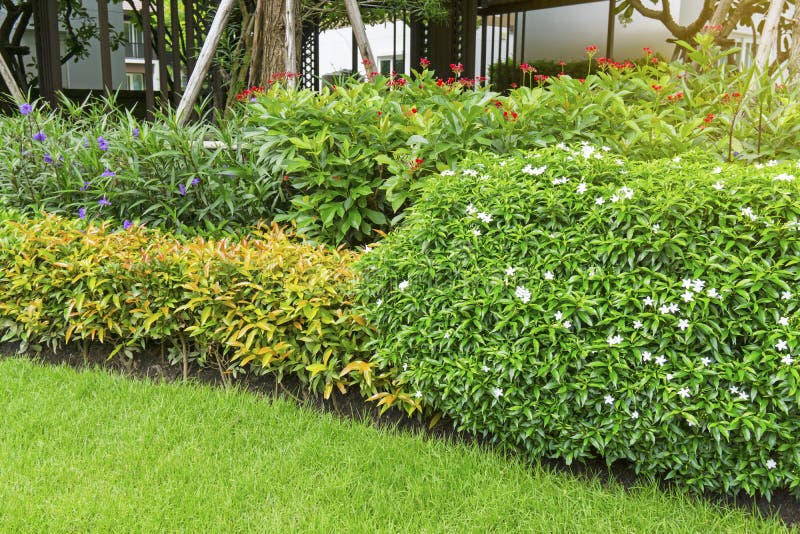 Όμορφο τοπίο, πετεινά λευκά πέταλα της Gerdenia Crape Jasmine, κόκκινο ανθοφόρο Peregrina, μοβ χρώμα Britton`Άγριο πέτυνο στοκ φωτογραφία