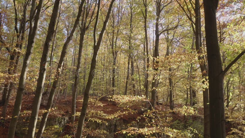 όμορφο φθινοπωρινό φυλλοβόλο δάσος που πέφτει φύλλα από δέντρα ηλιόλουστα