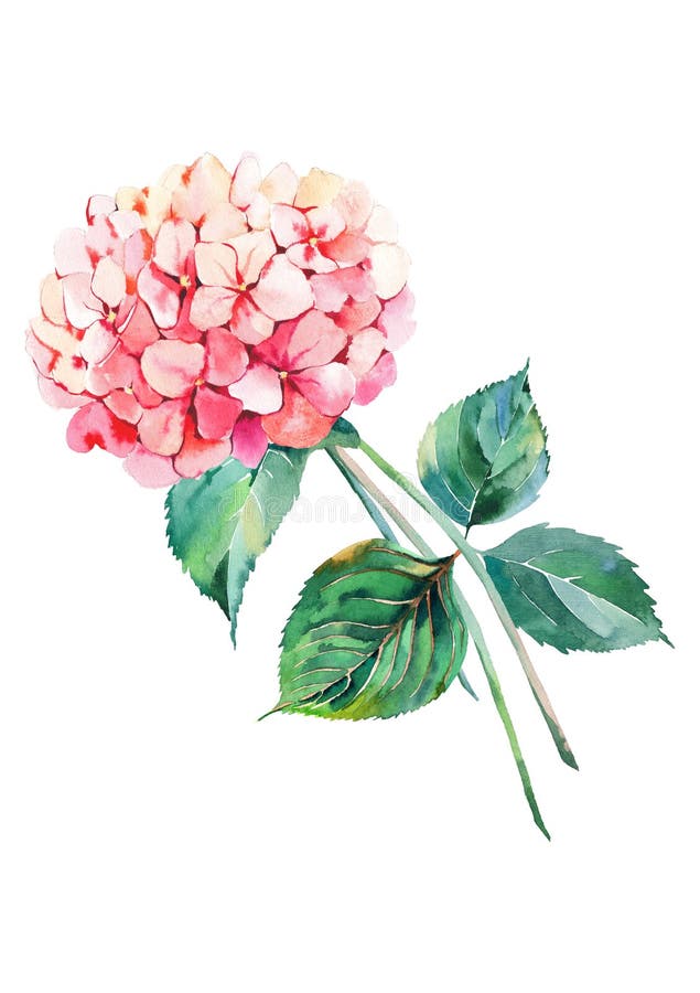 Όμορφο φωτεινό κομψό λουλούδι hydrangea φθινοπώρου θαυμάσιο ζωηρόχρωμο τρυφερό ευγενές ρόδινο βοτανικό floral με το πράσινο water διανυσματική απεικόνιση