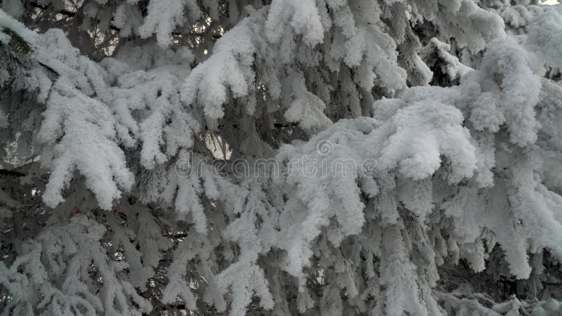 όμορφο χνουδωτό χιόνι σε κλαδιά δέντρων.