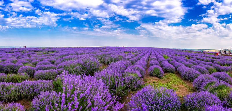 Όμορφοι lavender τομείς μια ηλιόλουστη ημέρα lavender ανθίζοντας scented λουλούδια Τομέας ενάντια στον ουρανό Μολδαβία στοκ φωτογραφίες