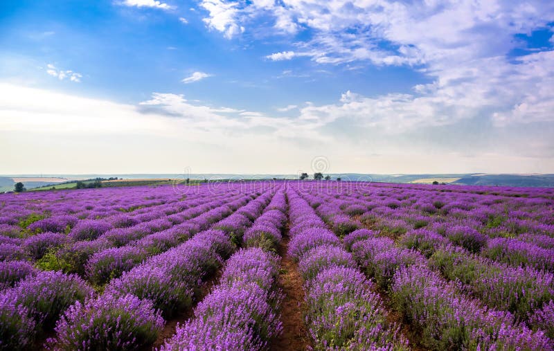 Όμορφοι lavender τομείς μια ηλιόλουστη ημέρα lavender ανθίζοντας scented λουλούδια Τομέας ενάντια στον ουρανό Μολδαβία στοκ φωτογραφία