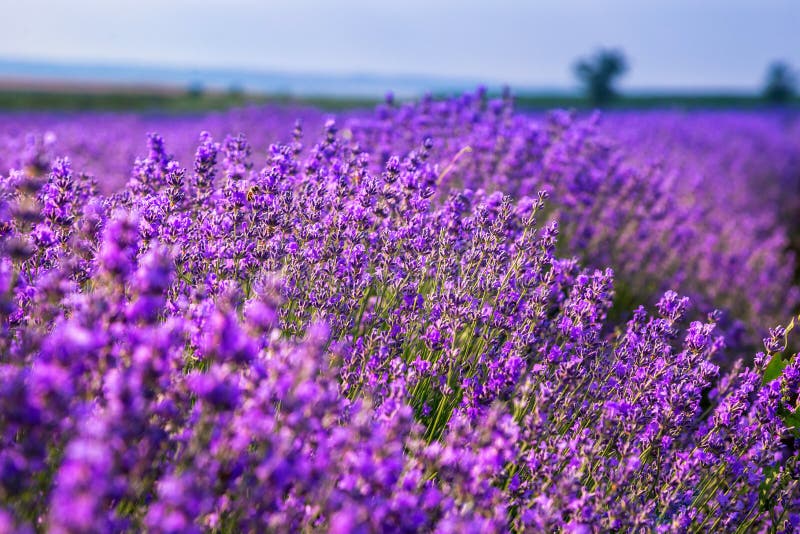 Όμορφοι lavender τομείς μια ηλιόλουστη ημέρα Μολδαβία στοκ εικόνα
