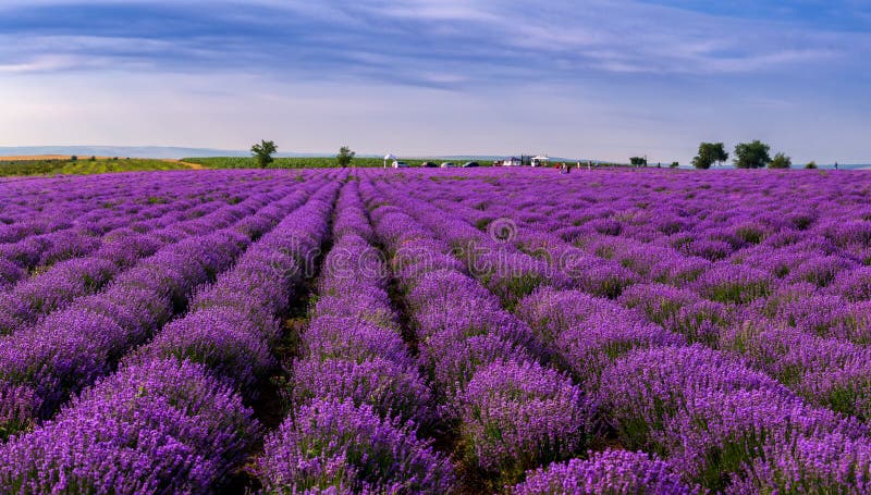 Όμορφοι lavender τομείς μια ηλιόλουστη ημέρα Μολδαβία στοκ εικόνες