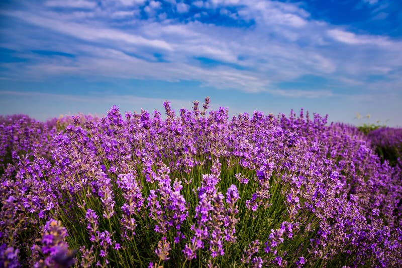 Όμορφοι lavender τομείς μια ηλιόλουστη ημέρα Μολδαβία στοκ εικόνες
