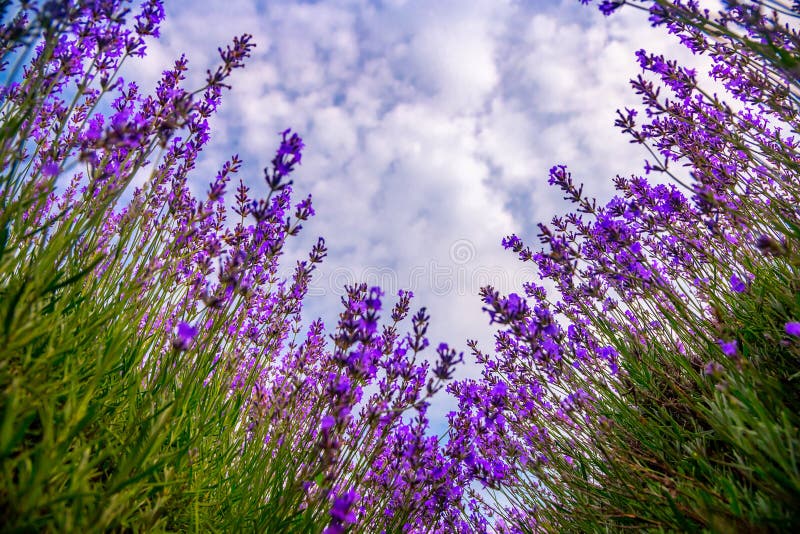 Όμορφοι lavender τομείς μια ηλιόλουστη ημέρα Μολδαβία στοκ εικόνα με δικαίωμα ελεύθερης χρήσης
