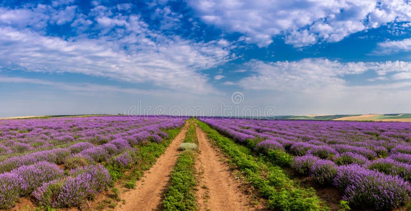 Όμορφοι lavender τομείς μια ηλιόλουστη ημέρα Μολδαβία στοκ φωτογραφίες με δικαίωμα ελεύθερης χρήσης