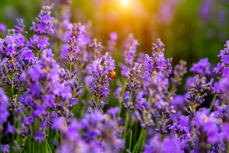 Όμορφοι lavender τομείς μια ηλιόλουστη ημέρα Μολδαβία