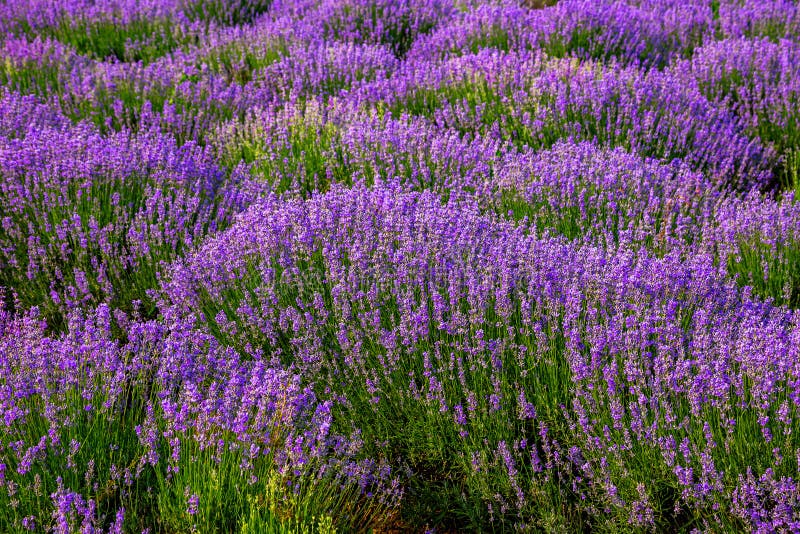 Όμορφοι lavender τομείς μια ηλιόλουστη ημέρα Μολδαβία στοκ φωτογραφία με δικαίωμα ελεύθερης χρήσης