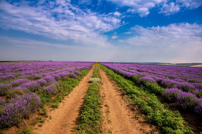 Όμορφοι lavender τομείς μια ηλιόλουστη ημέρα Μολδαβία στοκ εικόνες
