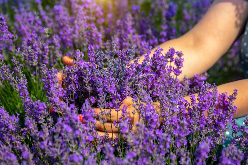 Όμορφοι lavender τομείς μια ηλιόλουστη ημέρα Μολδαβία στοκ φωτογραφία