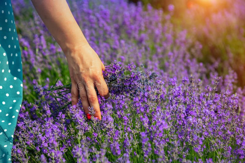 Όμορφοι lavender τομείς μια ηλιόλουστη ημέρα Το κορίτσι την οδηγεί παραδίδει lavender Μολδαβία στοκ φωτογραφία με δικαίωμα ελεύθερης χρήσης
