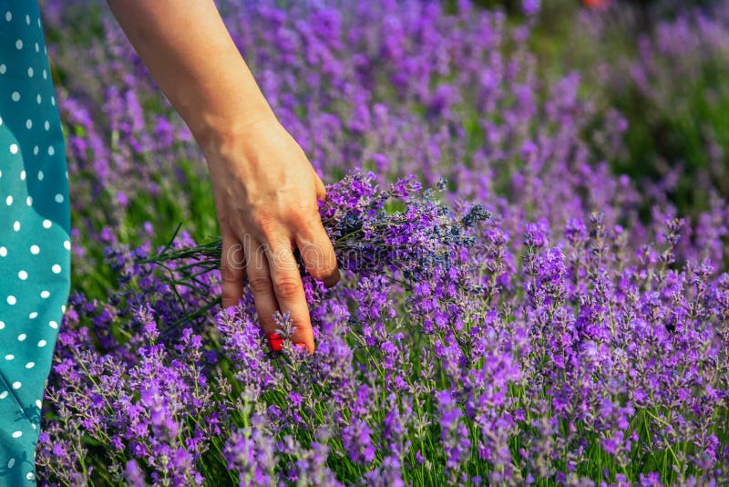 Όμορφοι lavender τομείς μια ηλιόλουστη ημέρα Το κορίτσι την οδηγεί παραδίδει lavender Μολδαβία στοκ εικόνα με δικαίωμα ελεύθερης χρήσης