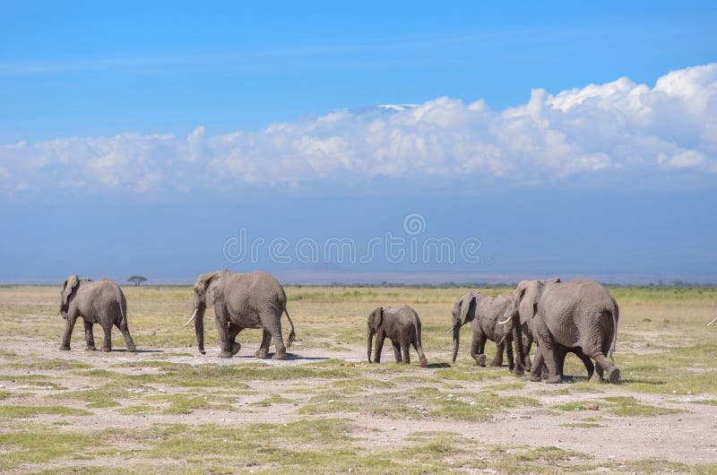 Όμορφοι βουνό Kilimanjaro και ελέφαντες, Κένυα, Amboseli, Αφρική στοκ φωτογραφίες με δικαίωμα ελεύθερης χρήσης Όμορφοι βουνό Kilimanjaro και ελέφαντες, Κένυα, Amboseli, Αφρική στοκ φωτογραφίες με δικαίωμα ελεύθερης χρήσης
