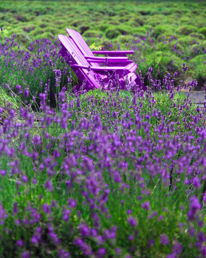 Όμορφος lavender τομέας με τις καρέκλες adirondack στοκ φωτογραφίες