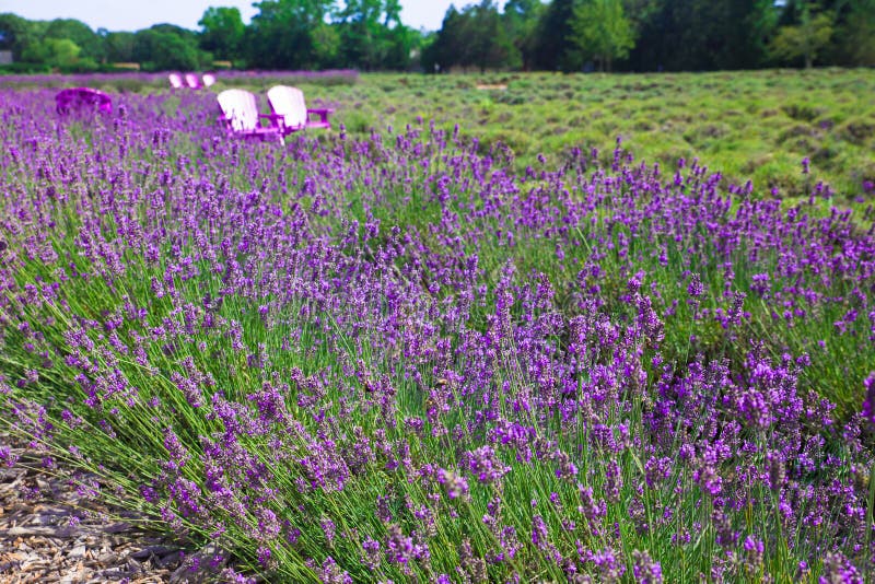 Όμορφος lavender τομέας με τις καρέκλες adirondack στοκ φωτογραφία με δικαίωμα ελεύθερης χρήσης