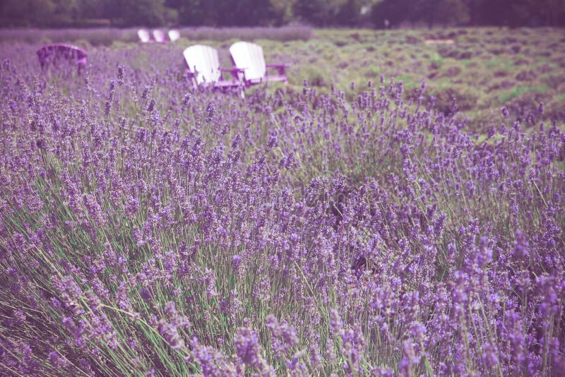 Όμορφος lavender τομέας με τις καρέκλες adirondack στοκ φωτογραφία