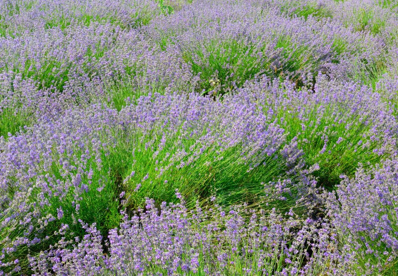 Όμορφος lavender τομέας στοκ εικόνες