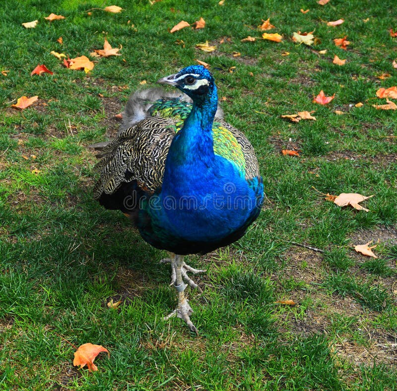 Όμορφος και ζωηρόχρωμος στενός επάνω peacock στοκ εικόνα με δικαίωμα ελεύθερης χρήσης Όμορφος και ζωηρόχρωμος στενός επάνω peacock στοκ εικόνα με δικαίωμα ελεύθερης χρήσης