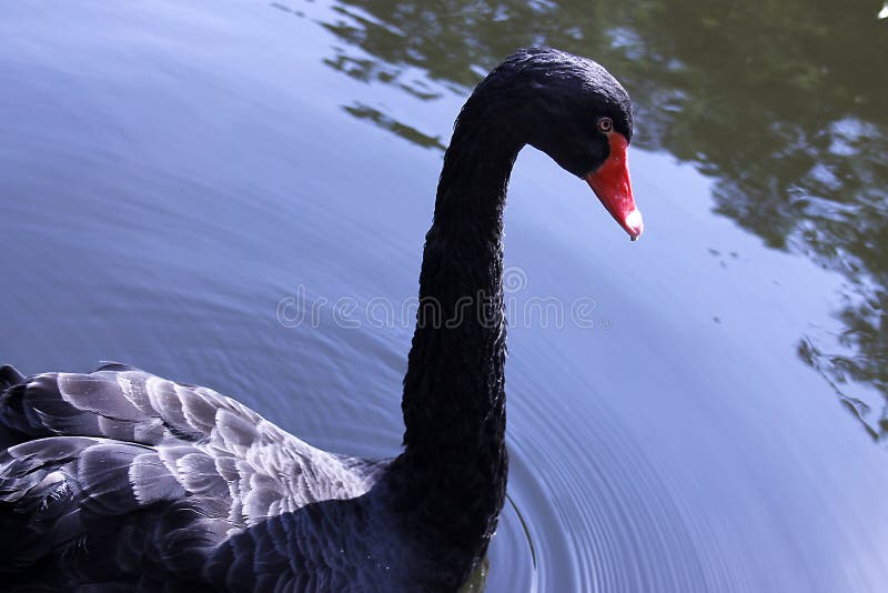 Beautiful black swan close-up in a park on a lake. Beautiful black swan close-up in a park on a lake