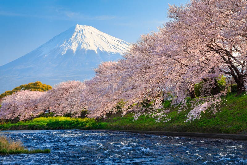 Όρος Φούτζι και Sakura στοκ φωτογραφία