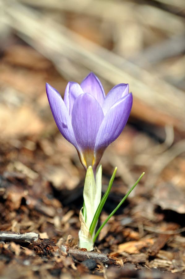 όψη μαγικού άνθους ανοιξιάτικα άνθη crocus στοκ φωτογραφία με δικαίωμα ελεύθερης χρήσης