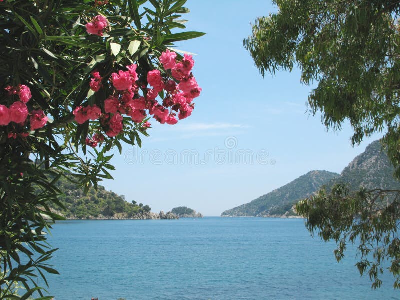 View of island in aegean sea in oleander frame. View of island in aegean sea in oleander frame