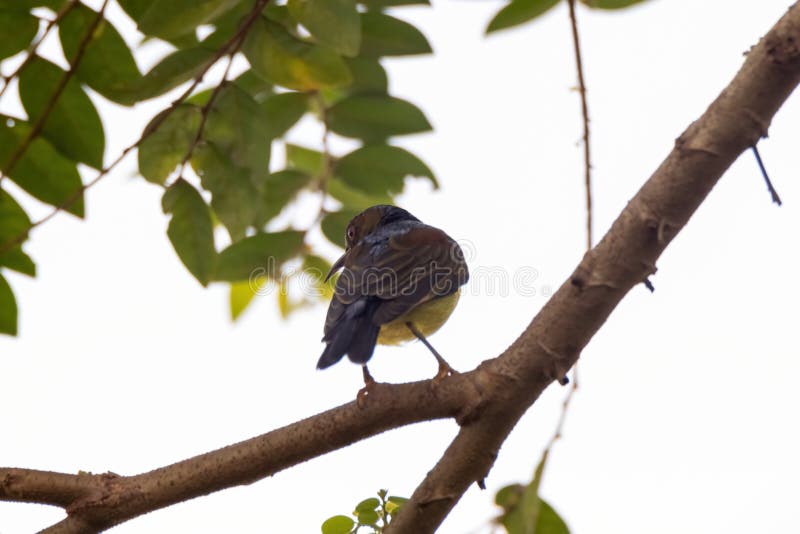 όψη όμορφου sunbird στη φύση στοκ φωτογραφία