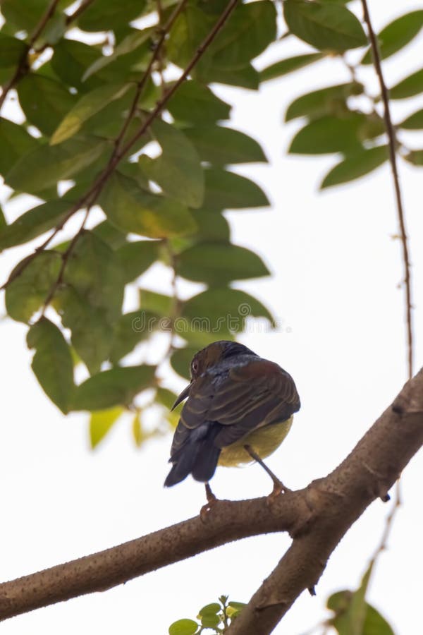 όψη όμορφου sunbird στη φύση στοκ φωτογραφία με δικαίωμα ελεύθερης χρήσης