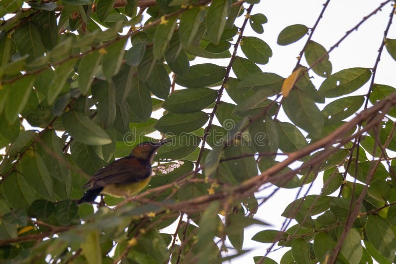 όψη όμορφου sunbird στη φύση στοκ εικόνες