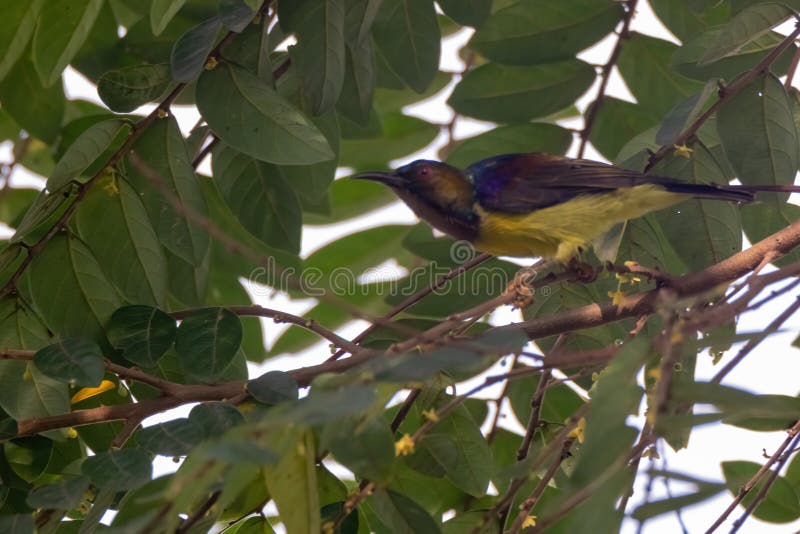 όψη όμορφου sunbird στη φύση στοκ φωτογραφίες με δικαίωμα ελεύθερης χρήσης
