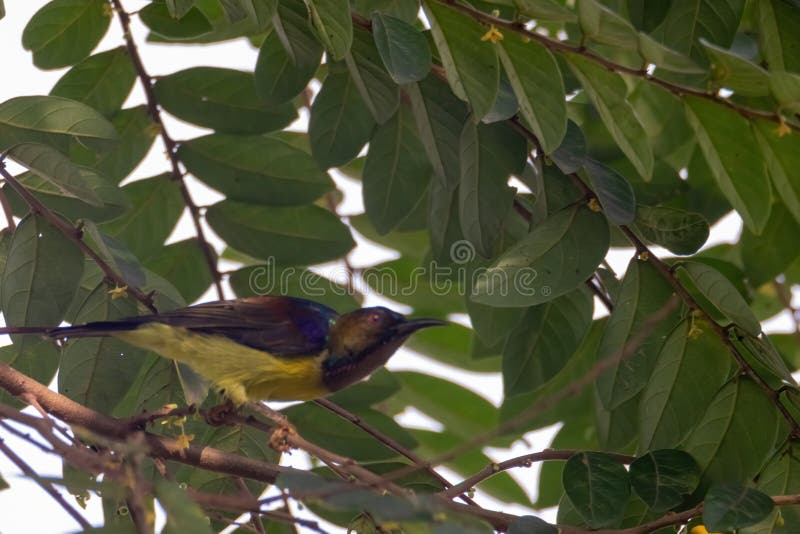 όψη όμορφου sunbird στη φύση στοκ εικόνες