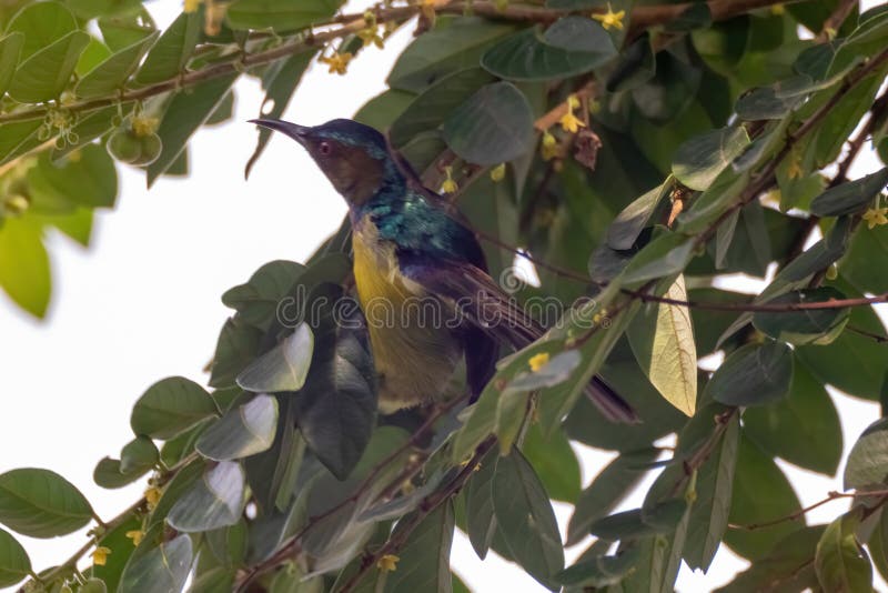 όψη όμορφου sunbird στη φύση στοκ φωτογραφίες