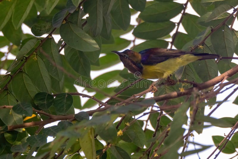 όψη όμορφου sunbird στη φύση στοκ φωτογραφίες με δικαίωμα ελεύθερης χρήσης