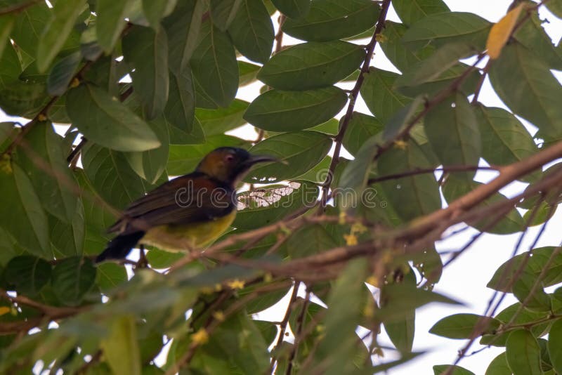 όψη όμορφου sunbird στη φύση στοκ φωτογραφία