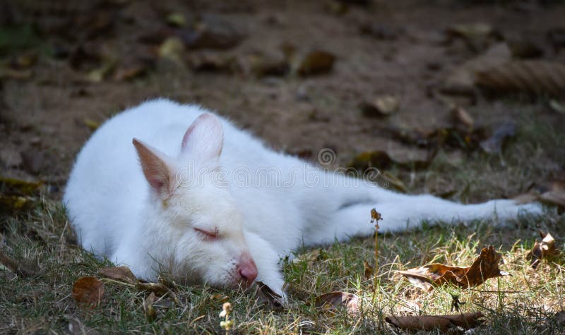 Ύπνος Wallaby στοκ εικόνα Ύπνος Wallaby στοκ εικόνα