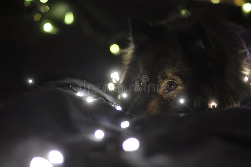 A close up of a dog sleeping on a bed in a lightchain of bokeh . The finnish lapphund is tired and In a dark room. A close up of a dog sleeping on a bed in a lightchain of bokeh . The finnish lapphund is tired and In a dark room