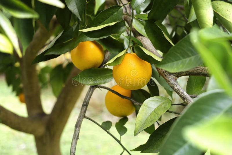 Ώριμα πορτοκάλια στο δέντρο στη Φλώριδα