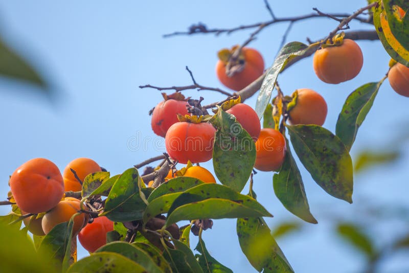 Ώριμα πορτοκαλιά persimmons στο persimmon δέντρο, φρούτα στοκ φωτογραφία Ώριμα πορτοκαλιά persimmons στο persimmon δέντρο, φρούτα στοκ φωτογραφία