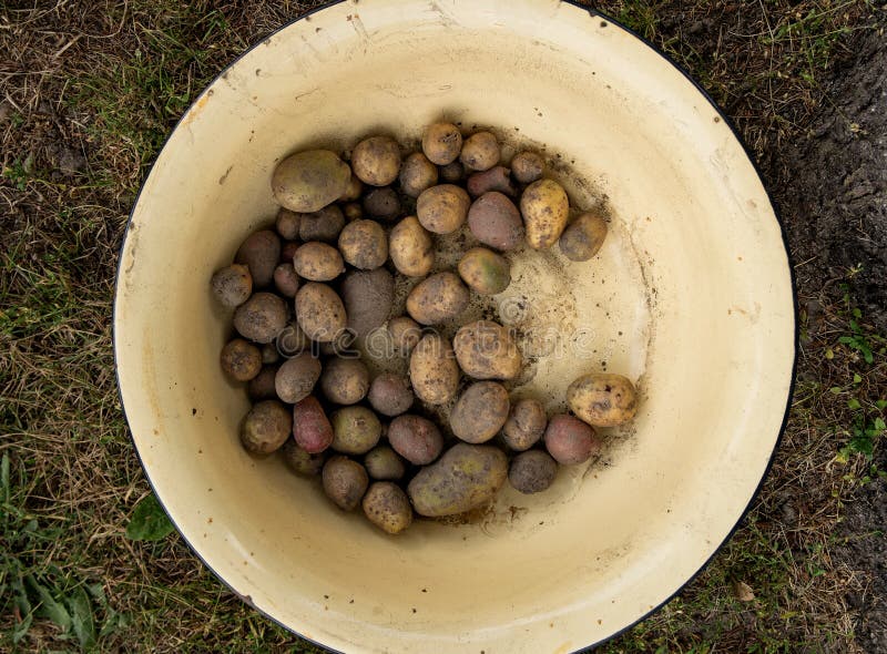 ώριμη βρόμικη πατάτα βρίσκεται σε κίτρινη λεκάνη αλουμινίου στο έδαφος