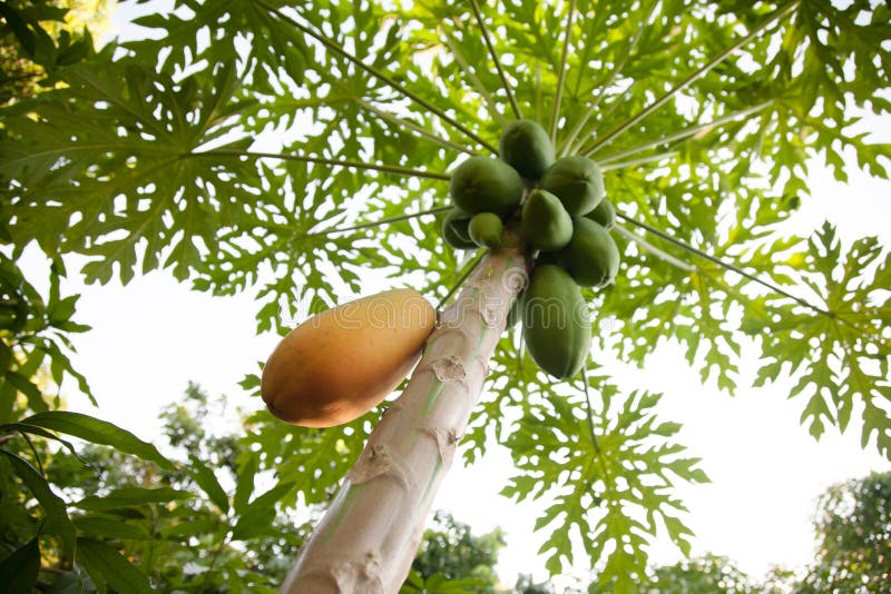 Ώριμο κίτρινο papaya στο δέντρο στο βιολογικό αγρόκτημα στοκ φωτογραφίες
