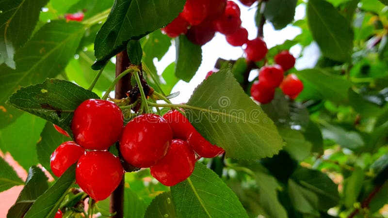 Ώριμο, φρέσκο, juicy και εύγευστο κεράσι έτοιμο για τη συγκομιδή στοκ φωτογραφίες με δικαίωμα ελεύθερης χρήσης Ώριμο, φρέσκο, juicy και εύγευστο κεράσι έτοιμο για τη συγκομιδή στοκ φωτογραφίες με δικαίωμα ελεύθερης χρήσης
