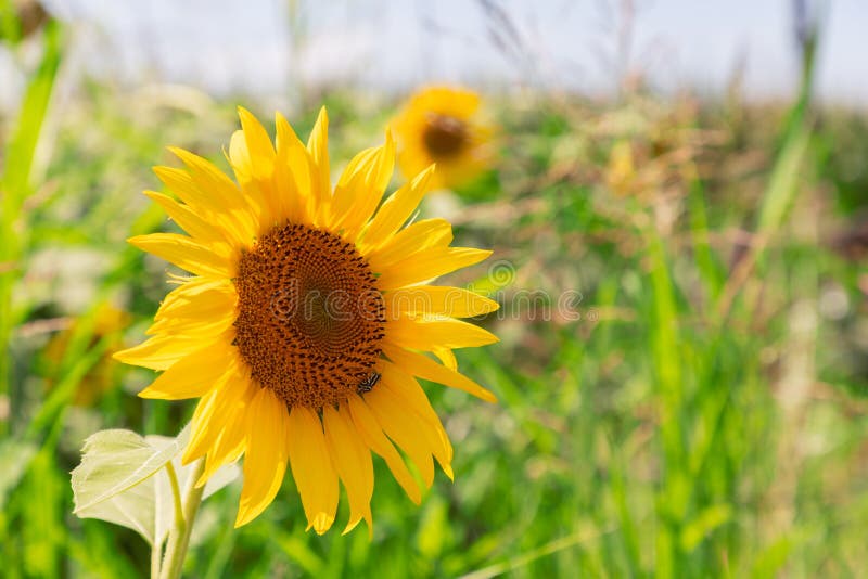 Ð young inflorescence of a sunflower facing towards the sun rays. Green grass and other sunflowers are out of focus in the