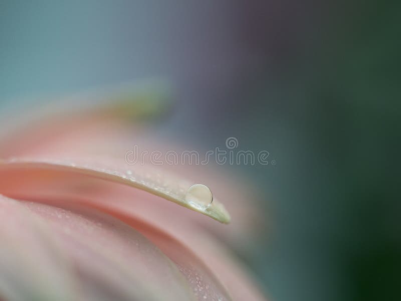 Абстрактная капелька на лепестке gerbera на голубой/зеленой предпосылке bokeh стоковая фотография rf Абстрактная капелька на лепестке gerbera на голубой/зеленой предпосылке bokeh стоковая фотография rf