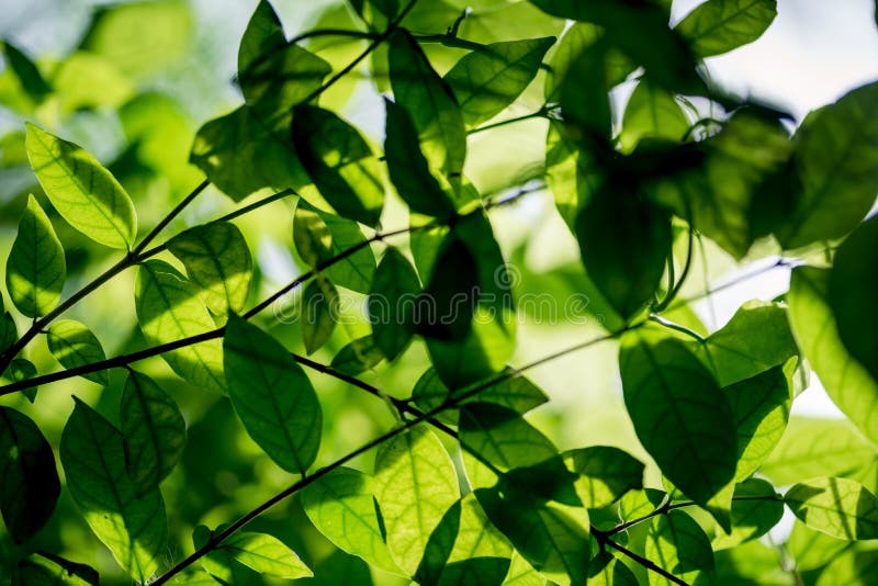 Abstract bokeh nature background and beautiful wallpaper.high quality nDefocus of green leaf on tree. Abstract bokeh nature background and beautiful wallpaper.high quality nDefocus of green leaf on tree