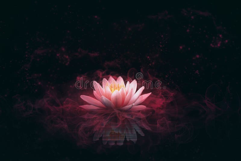 Абстрактная фон с пинка waterlily или цветок лотоса стоковые изображения rf