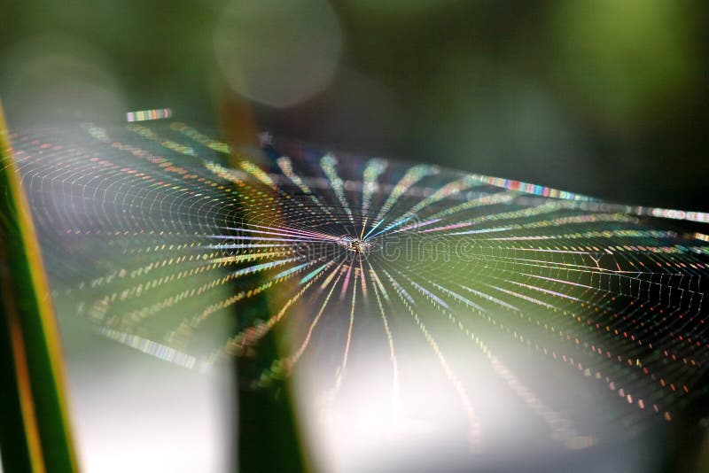 Spider web in sun light. Spider web in sun light