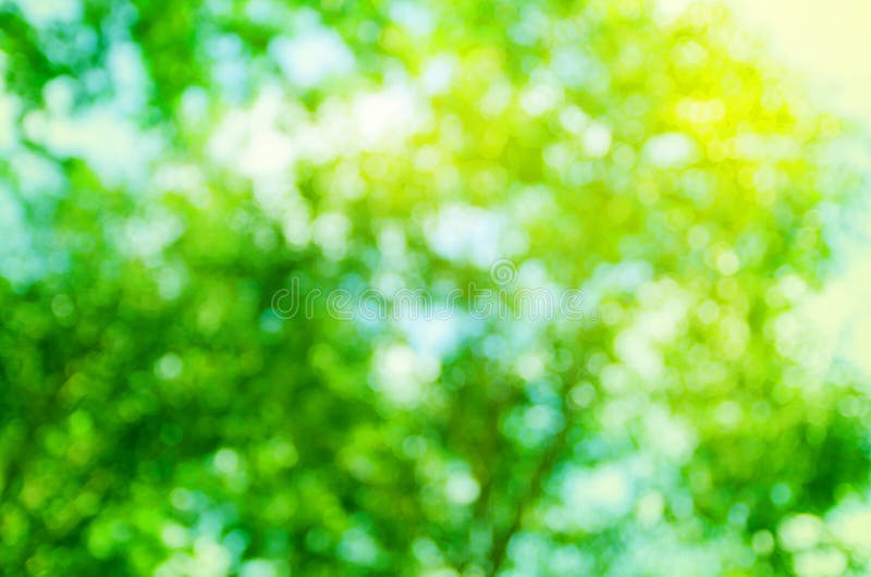 Абстрактное bokeh дерева зеленого цвета предпосылки, природа нерезкости стоковое изображение Абстрактное bokeh дерева зеленого цвета предпосылки, природа нерезкости стоковое изображение