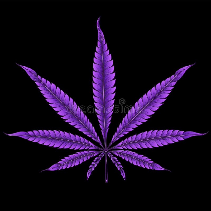 фиолетовые марихуаны