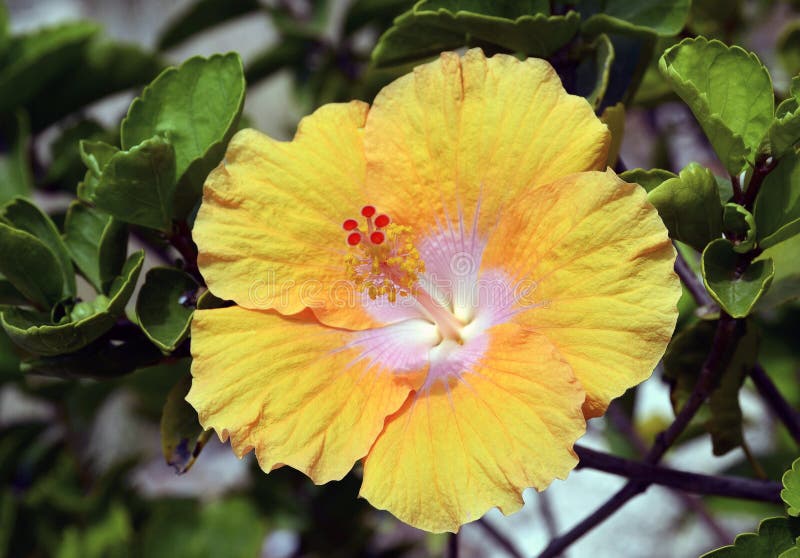абстрактный вектор иллюстрации hibiscus цветка стоковые фотографии rf абстрактный вектор иллюстрации hibiscus цветка стоковые фотографии rf